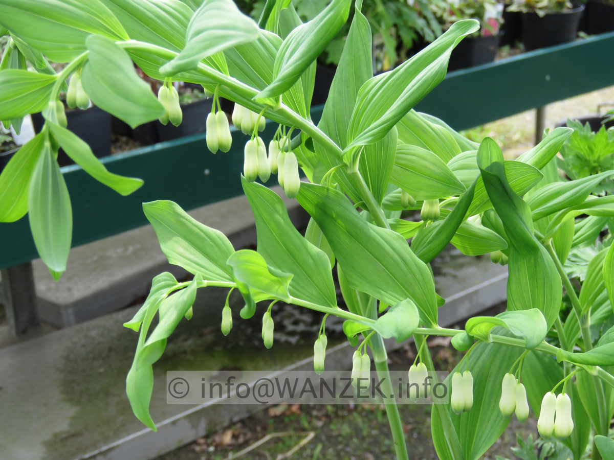 Polygonatum multiflorum 01.JPG